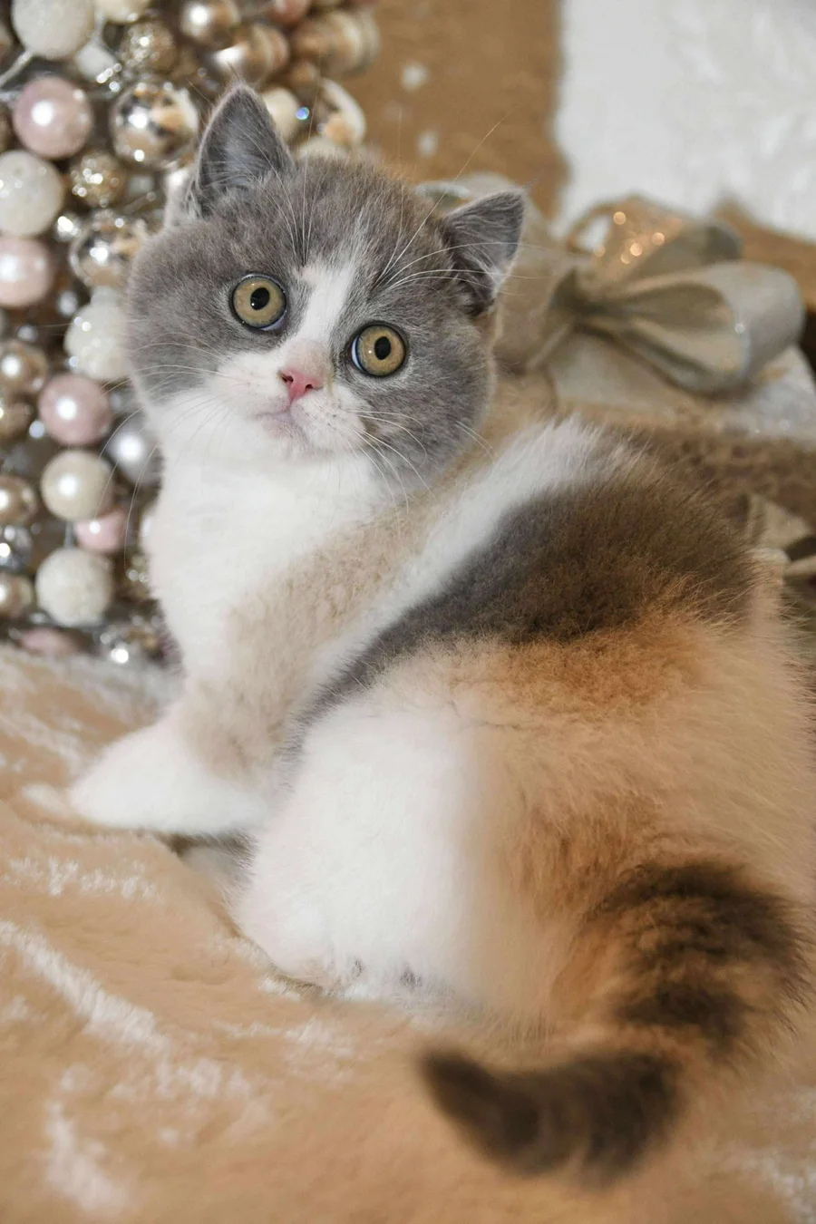 Crystal, the real Kiki: a fluffy calico kitten with big amber eyes